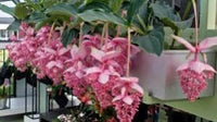 Heirloom Medinilla Flower Seeds, Non-GMO Tropical Pink Blooms for Exotic Garden Planting