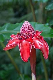 Ginger Etlingera Elatior Flower Seeds for Planting -Hierloom Flower Seeds