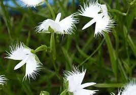 Heirloom Non-GMO Egret Dove Orchid Flower Seeds for Planting