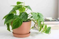 Heirloom Philodendron Plant Seeds for Indoor or Garden Planting, Non-GMO, Lush Tropical Foliage