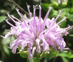 Heirloom Non-GMO Monarda Fistulosa Flower Seeds for Pollinator-Friendly Garden Planting