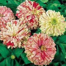 Elegans Peppermint Flower Seeds Heirloom Non GMO Planting - 100 for planting in home garden