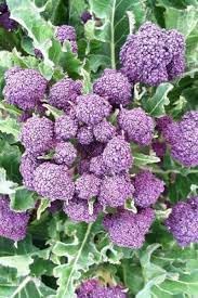Broccoli Vegetable Seeds for Planting - 100 pcs
