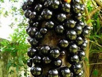 Jaboticaba Fruit Seeds - 20pcs, Unique Brazilian Grape Tree for Home Growing