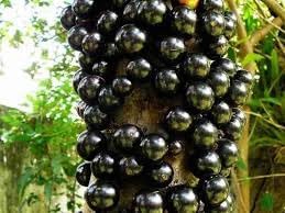 Jaboticaba Fruit Seeds - 20pcs, Unique Brazilian Grape Tree for Home Growing