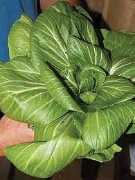 Sea Green Choi Bok Choy Seeds for Planting - 100 pcs