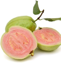 Guava Psidium guajava seeds for tropical orchard