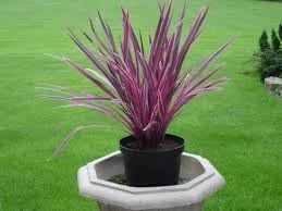 Cordyline Plant Seeds Heirloom Non GMO Planting - 100 for planting in home garden