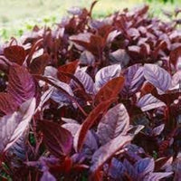 Amaranth Amaranthus cruentus Vegetable Seeds for Planting Red Willow Variety in Kitchen Garden