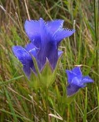 Gentiana Crinita Flower Seeds – Heirloom Non-GMO Seeds for Native and Wildflower Garden Planting