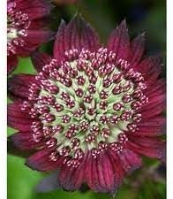 Organic Astrantia Flower Seeds for Planting – Heirloom, Non-GMO