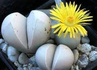 Heirloom Non-GMO Dinteranthus Wilmotianus Succulent Seeds for Planting – Rare Drought-Tolerant Rock Garden Plants