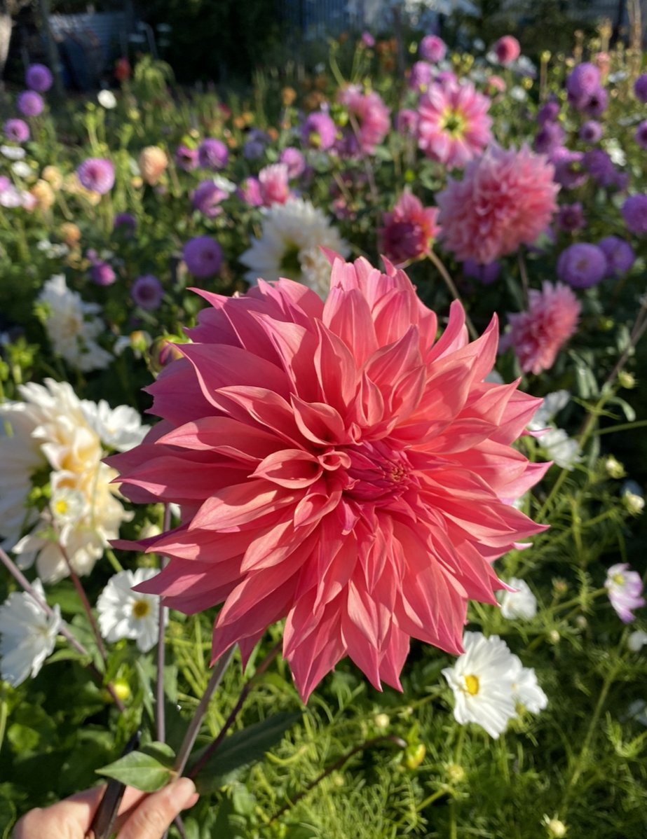 Dahlia- Carlos Watermelon (Tuber)