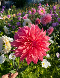 Dahlia- Carlos Watermelon (Tuber)