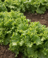 Grazion – Lettuce Seed