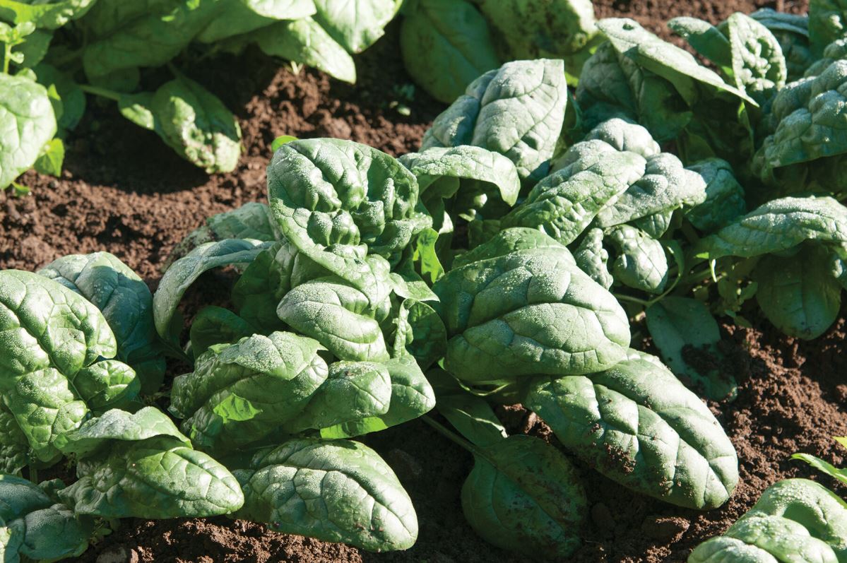 Kookaburra – Spinach Seed