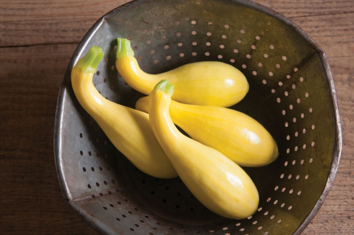 Gold Star – Yellow Summer Squash Seed