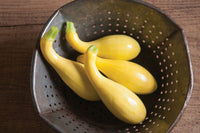 Gold Star – Yellow Summer Squash Seed