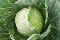 Primo Vantage – Cabbage Seed