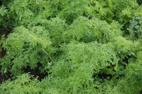 Golden Frills – Organic Mustard Green Seed