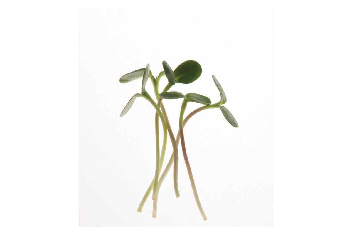 Gray Striped Sunflower – Organic Shoot Seed