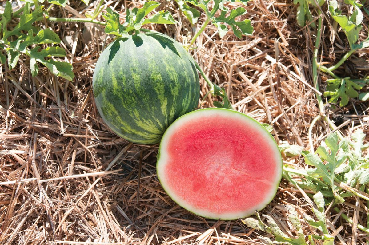 Gentility – Treated Watermelon Seed