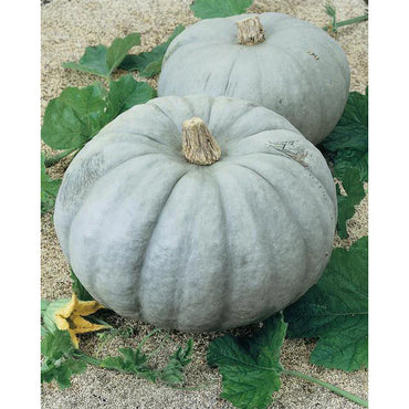 Jarrahdale Large – Pumpkin Seed