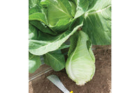 Murdoc – Cabbage Seed