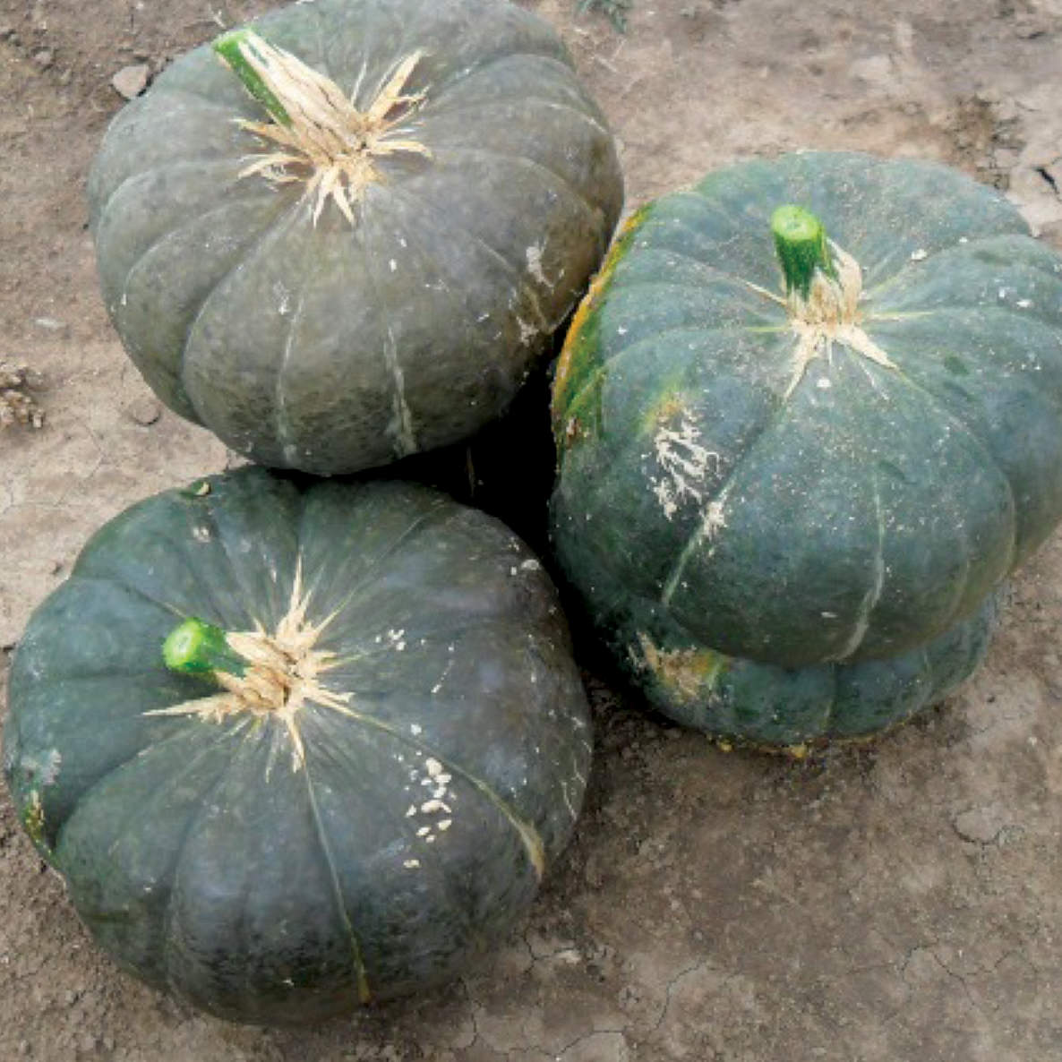 Sweet Jade – Organic Kabocha Squash Seed