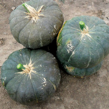 Sweet Jade – Organic Kabocha Squash Seed