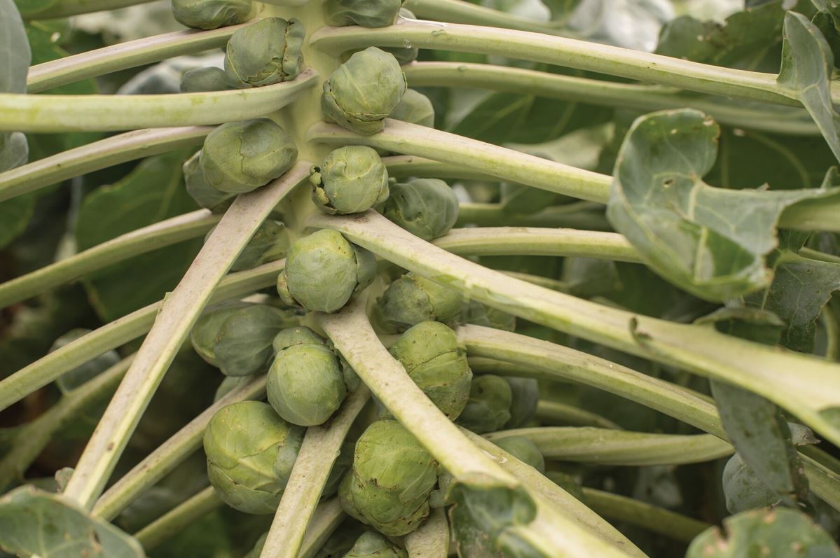 Hestia – Brussels Sprout Seed