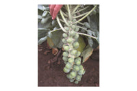 Hestia – Brussels Sprout Seed