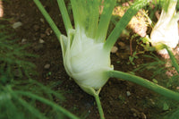 Preludio – Fennel Seed