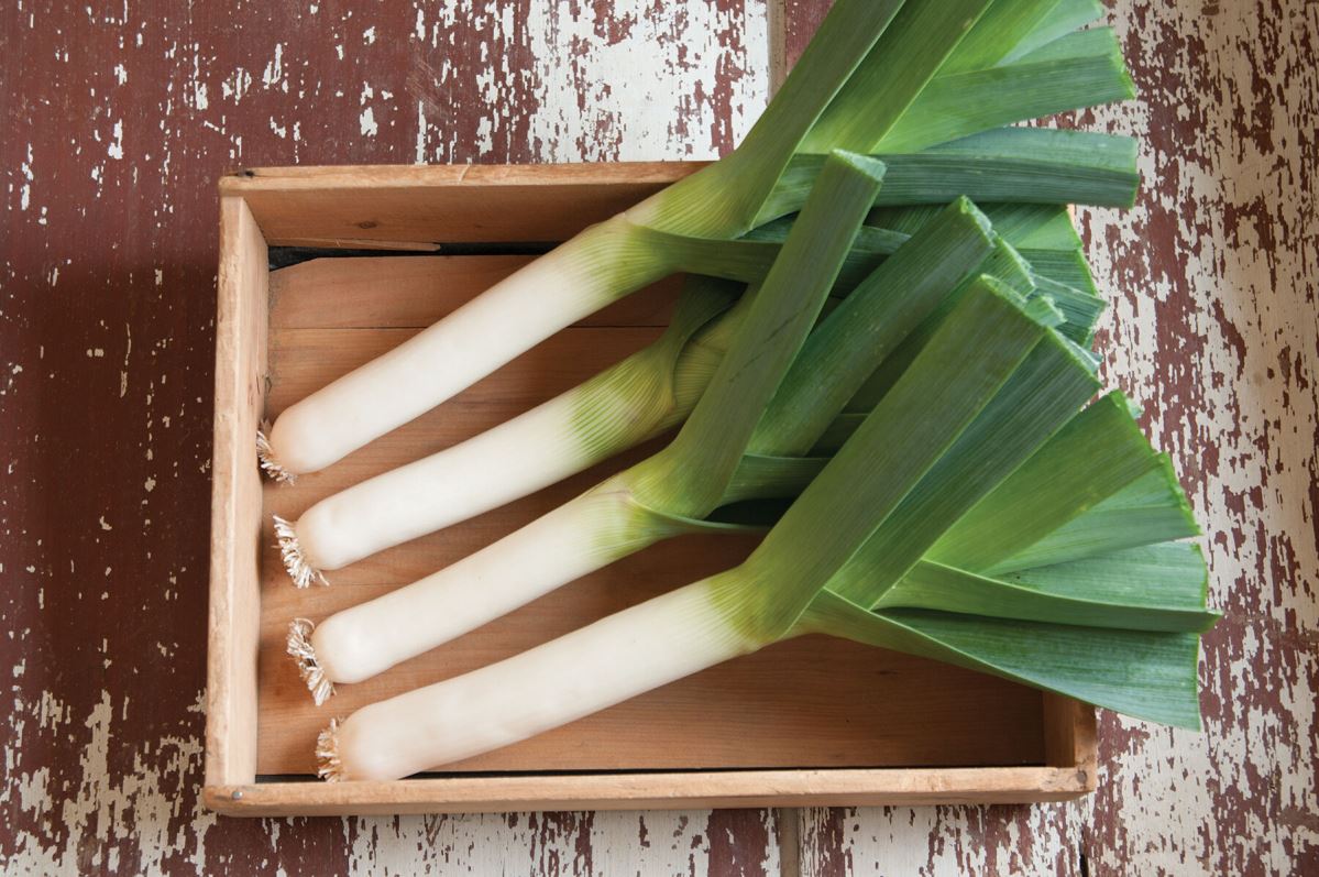 Takrima – Organic Leek Seed