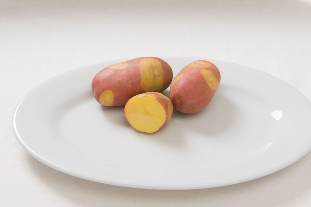 Pinto Gold – Seed Potatoes