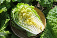 Chinese Cabbage, Kogane – Microgreen Seed