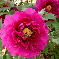 Paeonia Flower Seeds – Heirloom Non-GMO Peony Blooms for Elegant Garden Planting