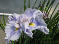 Ice Cream Dinner Plate Japanese Iris