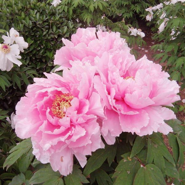 Pink Peony Flower Seeds Perennial Deciduous Shrub Seed