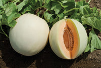 Honey Orange – Melon Seed