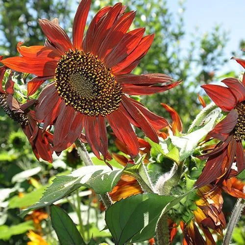 Sunflower Infrared Mix Seeds