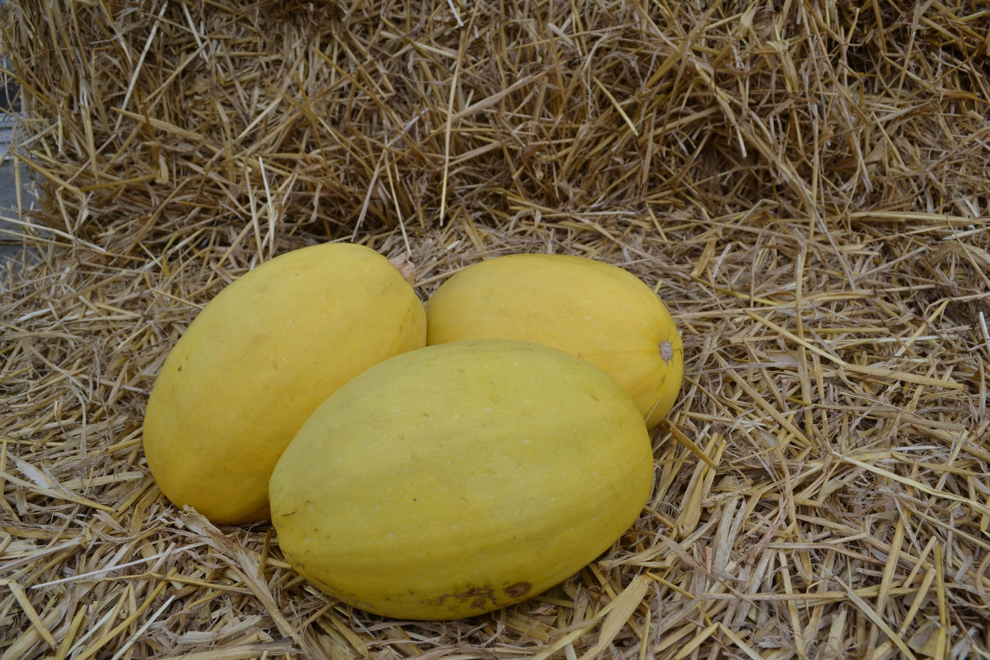 Pinnacle – Spaghetti Squash Seed