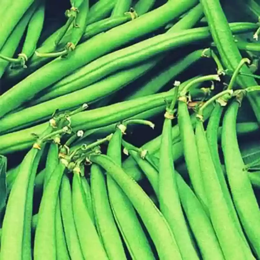 Jumbo – Organic Bean Seed