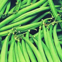 Jumbo – Organic Bean Seed