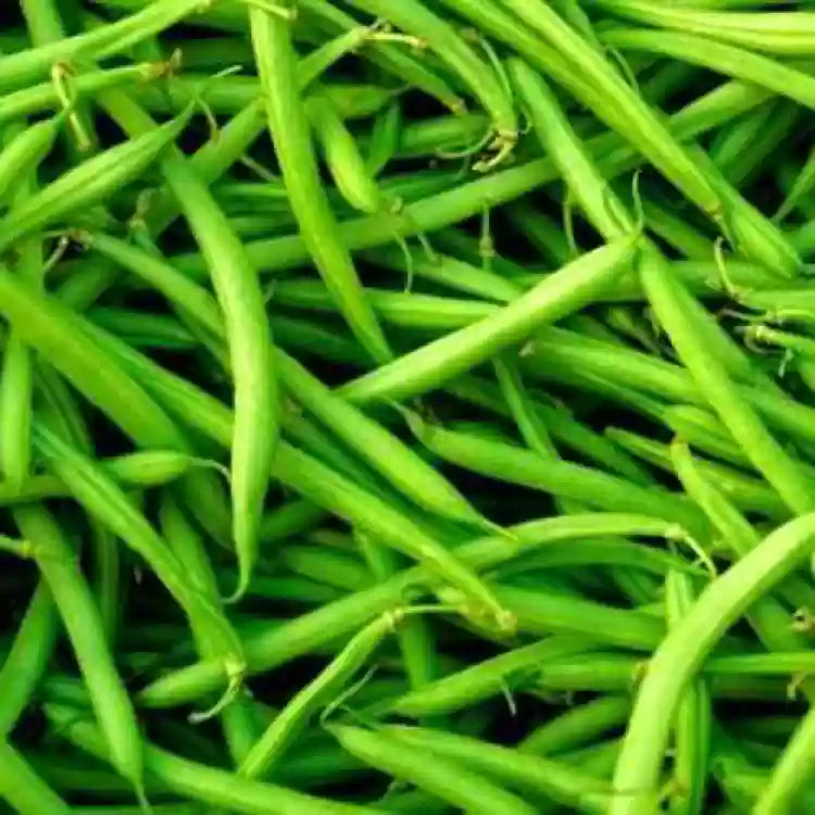 Jumbo – Organic Bean Seed