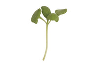 Basil, Genovese – Organic Microgreen Seed