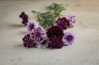 Classic Magic – Centaurea Seed