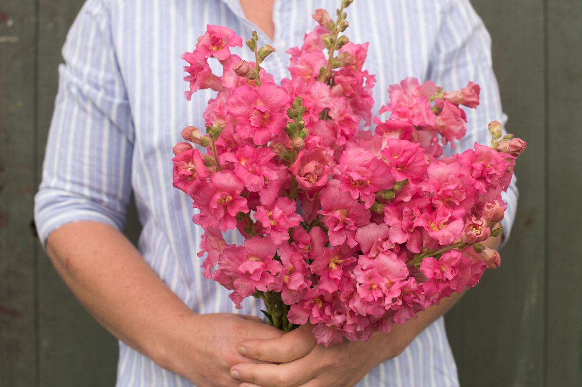 Madame Butterfly Rose – Snapdragon Seed