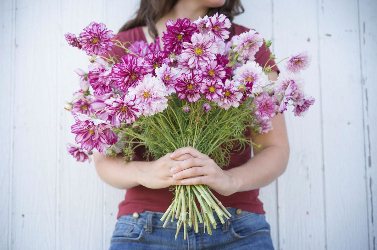 Double Click Bicolor Violet – Cosmos Seed