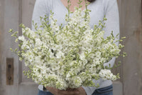 Galilee White – Organic Larkspur Seed